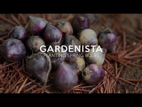 how to replant flowers from a bouquet