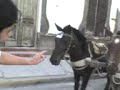 en corrientes cobran estacionamiento a caballos