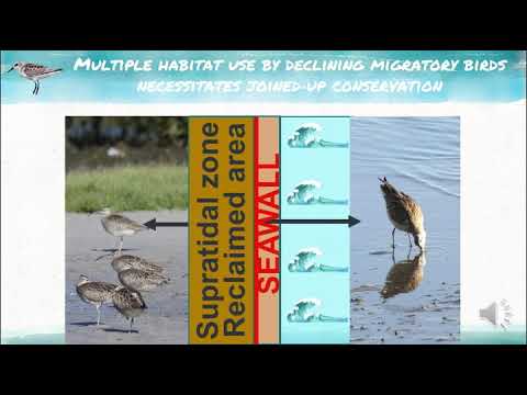 <p>Navigating Coasts of Concrete: Conserving Shorebirds in Human-Dominated Landscapes</p>
 video thumbnail