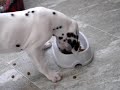 golfo comiendo cuando era un bebé