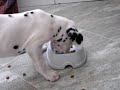 golfo comiendo cuando era un bebé