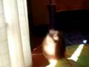 tabatha