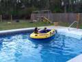 Basset Hound video