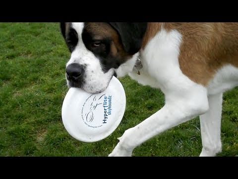 saint bernard