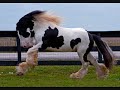 The Most Beautiful Horses In The World "Gypsy Vanners"!!!!