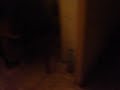 Pisica-gospodina