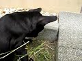 Maddie the French Bulldog and die Ameisen (that means Ants)