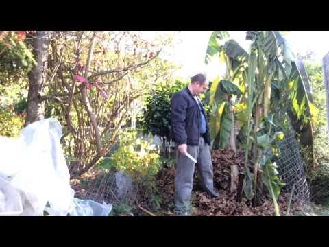 how to fertilize musa basjoo