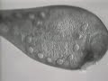 Cilia and Flagella
