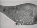 Cilia and Flagella