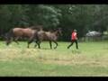 NH Barrel Racing