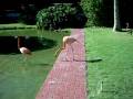 videos de Flamingo at Iberostar Dominicana, Punta Cana D.R.