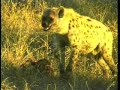 Hyena Steal Leopard Kill AM 06Jun08