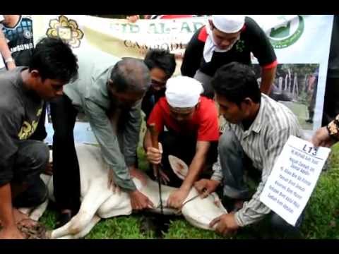 sembelih lembu - imam muda syamil sembelih seekor lembu korban di kg tarikah kemboja. aiwah!!