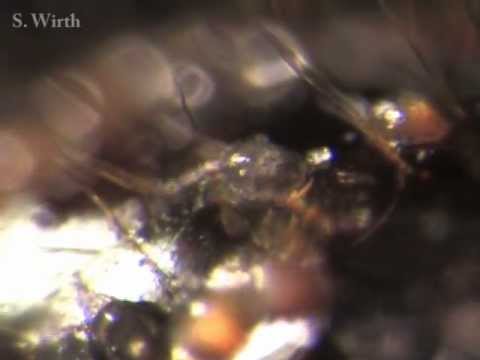 The mite Histiostoma blomquisti and the creationism in Louisiana/ USA