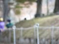 津和野「鷲宮八幡宮」秋の流鏑馬by紅葉台木曽馬 その２