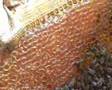 Ar�lar