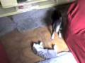 videos de gato pretinha 2.3gp
