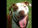 Deno, Puppy to Pitbull Deno, Puppy to Pitbull