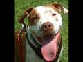 Deno, Puppy to Pitbull