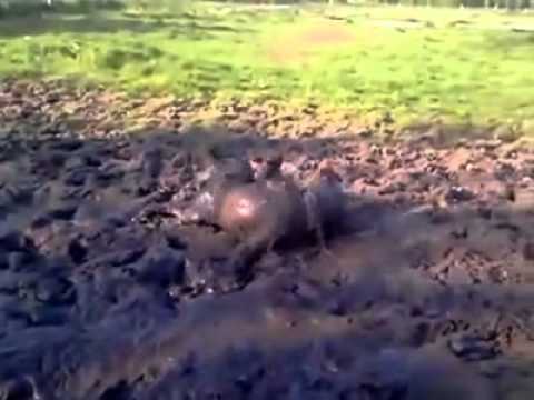 staffie