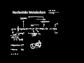 Nucleotide Metabolism 1
