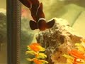 maroon clownfish saltwater fish