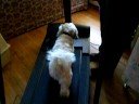 Cooper on the Treadmill
