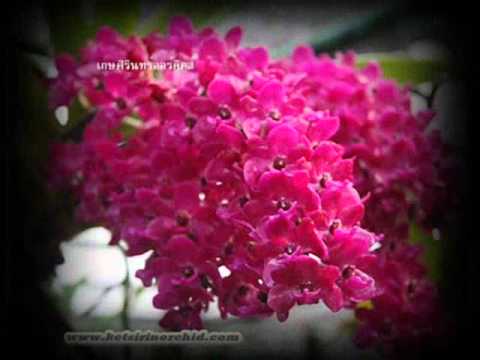 gigantea - สวนกล้วยไม้เกษศิรินทร์ จ.พิจิตร กล้วยไม้สกุลช้าง.