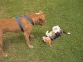 American Pit Bull Terrier APBT Vs Beagle (Hant Vs Romeo) American Pit Bull Terrier APBT Vs Beagle (Hant Vs Romeo)