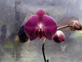 ORCHIDS AND DREAMS