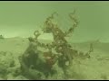 bipedal walking octopus bipedal walking octopus