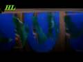 Burushaski 1 (Zulfiqar's www.gojal.net Gulmit collection)
