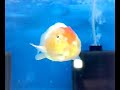 Goldfish-Lionhead Ranchu