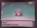 Pokemon Diamond Piloswine Evolving Pokemon Diamond Piloswine Evolving