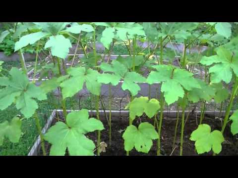 how to grow okra youtube