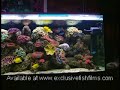 Saltwater Aquarium Lighting Advice