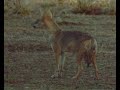 Bear vs wild dog (jackal)