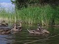 Ducks L�ngelm�ki, Finland 17.7.2005