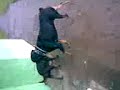 rotweiler n pitt runnin riots!! rotweiler n pitt runnin riots!!