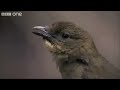 Life - The Vogelkop Bowerbird: Nature's Great Seducer  - BBC One