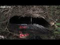 About the programme: www.bbc.co.uk A lesson in seduction from the Barry White of the bird world. The male Vogelkop bowerbird is a master of attracting a mate and getting her in the mood for love.