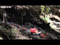 Life - The Vogelkop Bowerbird: Nature's Great Seducer  - BBC One