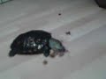 Schildpad