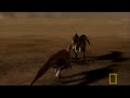 T. Rex Granddaddy