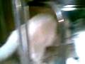 videos de Pelea de vaca.