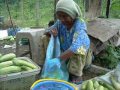 kampung talong  - duduk bilang kacang panjang & timun batang.AVI
