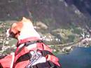 Flughund