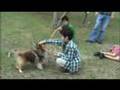 Shetland Sheepdog plays with children