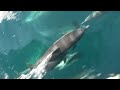 pod of dolphins